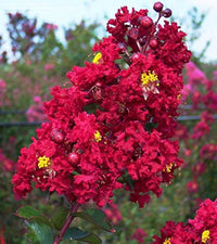 Rot Futaba Crape Blumensamen zur Aussaat Bestäuber freundlich Traditionssorte & ohne Gentechnik Samen Hausgarten