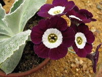 Schlüsselblume Primel Vulgaris Blumensamen