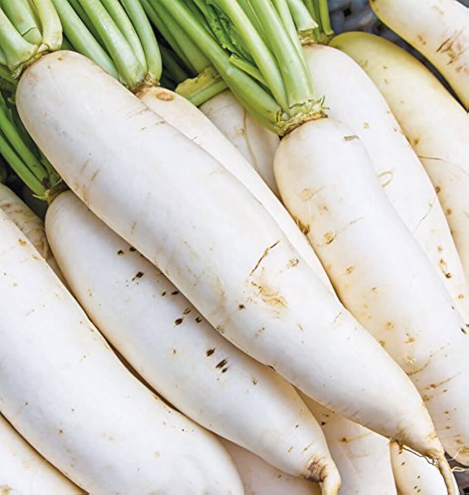 Radish Samen zum Pflanzen - Gemüsesamen