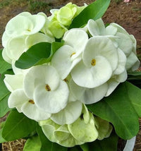 Grün Euphorbia Milii Blumensamen zur Aussaat – Schnitt Blume beliebt – Traditionssorte & ohne Gentechnik Samen Hausgarten