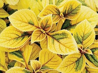Gelb coleus blume samen for anpflanzung - garten favorite, heirloom & gmo free samen for home garten
 
 sale for anpflanzung in home garten