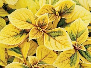 Gelb coleus blume samen for anpflanzung - garten favorite, heirloom & gmo free samen for home garten
 
 sale for anpflanzung in home garten