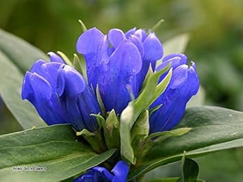 Blau gentian blume samen for anpflanzung - fragrant blossoms, heirloom & gmo free samen for home garten
 
 sale for anpflanzung in home garten