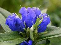 Blau gentian blume samen for anpflanzung - fragrant blossoms, heirloom & gmo free samen for home garten
 
 sale for anpflanzung in home garten