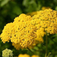 Yarrow achillea millefolium blume samen for anpflanzung