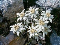 Weiß edelweiss ground blume samen for anpflanzung - bright blooms, heirloom & gmo free samen for home garten
 
 sale for anpflanzung in home garten