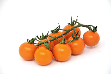 Orange tomato solanum lycopersicum für aussaat in home garten