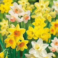 Blau Gelb Narzisse Blumensamen zur Aussaat leuchtend Blüten Traditionssorte & ohne Gentechnik Samen Hausgarten