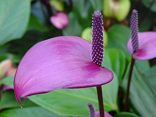 dunkel Violett Flamingoblume Blumensamen zur Aussaat Wildblume Mischung Traditionssorte & ohne Gentechnik Samen Hausgarten