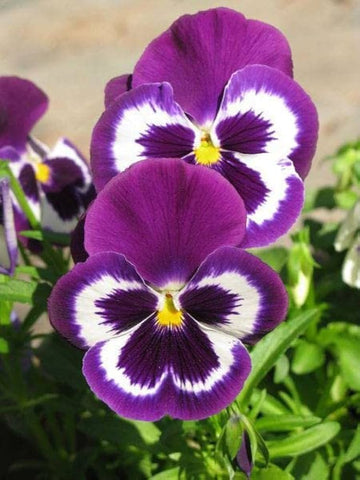 Lila Stiefmütterchen Blumensamen zur Aussaat Anzucht Traditionssorte & ohne Gentechnik Samen Hausgarten