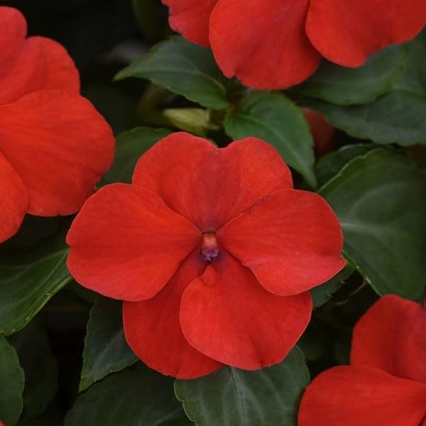 Impatiens Sonne und Halbschatten Bordeaux Samen Versatile blühend