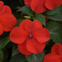 Impatiens Sonne und Halbschatten Bordeaux Samen Versatile blühend