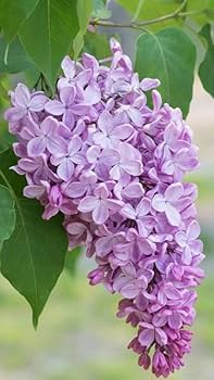 Thick Lila Blumensamen zur Aussaat – duftend Blüten – Traditionssorte & ohne Gentechnik Samen Hausgarten