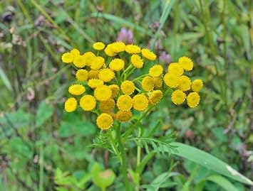 Costmary blume samen for anpflanzung - drought tolerant, heirloom & gmo free samen for home garten
 
 sale for anpflanzung in home garten