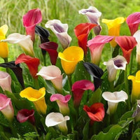 Calla Blumensamen Rot Gelb Blumensamen zur Aussaat – Anzucht – Traditionssorte & ohne Gentechnik Samen Hausgarten
