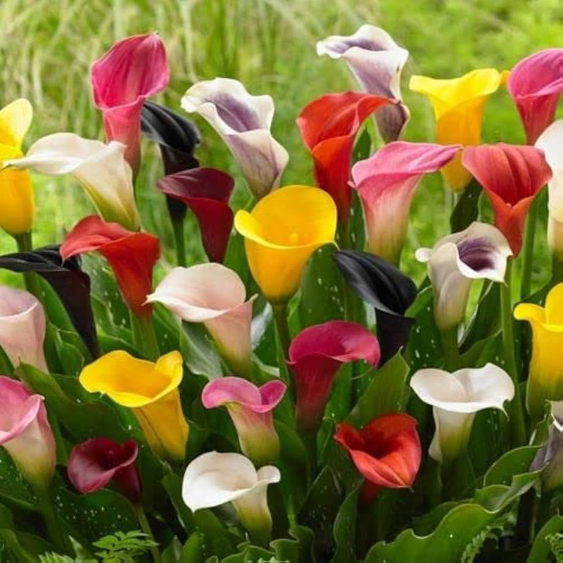Calla Blumensamen Rot Gelb Blumensamen zur Aussaat – Anzucht – Traditionssorte & ohne Gentechnik Samen Hausgarten