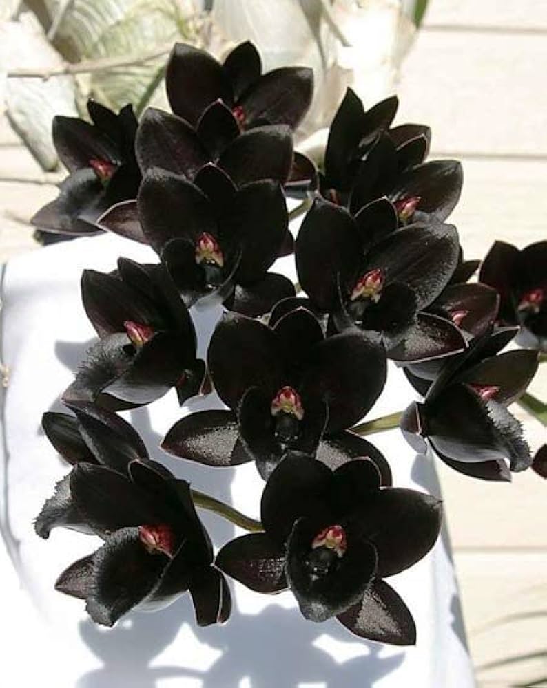 Schwarz Dendrobium Blumensamen zur Aussaat – sonnenliebend – Traditionssorte & ohne Gentechnik Samen Hausgarten