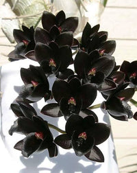 Schwarz Dendrobium Blumensamen zur Aussaat – sonnenliebend – Traditionssorte & ohne Gentechnik Samen Hausgarten