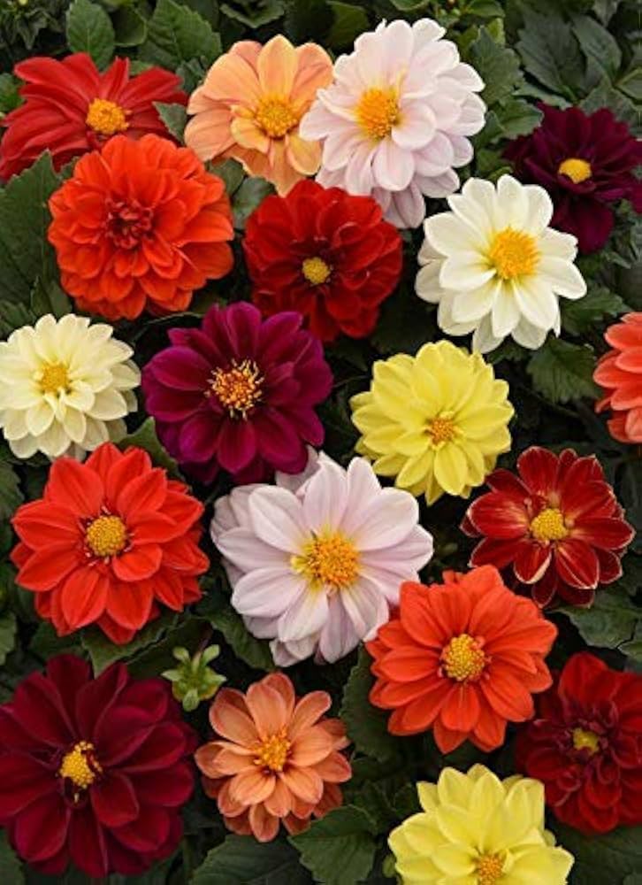 Dahlie Figaro Mischung Samen zur Aussaat einjährige Blume Beds und Pots