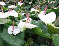 Weiß anthurium andraeanu blume samen for anpflanzung - drought tolerant, heirloom & gmo free samen for home garten
 
 sale samen for home garten