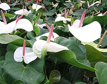 Weiß anthurium andraeanu blume samen for anpflanzung - drought tolerant, heirloom & gmo free samen for home garten
 
 sale samen for home garten