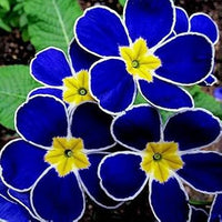 Blau primrose blume samen for anpflanzung - drought tolerant, heirloom & gmo free samen for home garten
 
 sale for anpflanzung in home garten