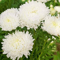 Paeony Herzogin Gelb Aster Samen zur Aussaat Blume Beet