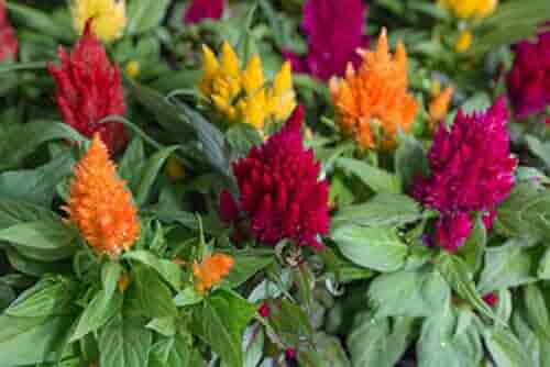 Celosia Fresh Look Orange Samen zur Aussaat ausdrucksstark einjährig Schauanlagen