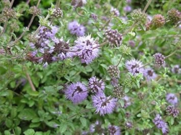 Lila pulegium blume samen for anpflanzung - sun loving, heirloom & gmo free samen for home garten
 
 sale samen for home garten