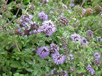 Lila pulegium blume samen for anpflanzung - sun loving, heirloom & gmo free samen for home garten
 
 sale samen for home garten