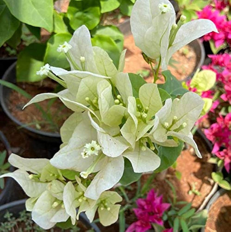 Grün Drillingsblume Blumensamen zur Aussaat farbenfroh Schau Traditionssorte & ohne Gentechnik Samen Hausgarten