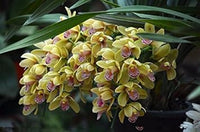Cream cymbidium blume samen for anpflanzung - pollinator friendly, heirloom & gmo free samen for home garten
 
 sale samen for anpflanzung in home garten