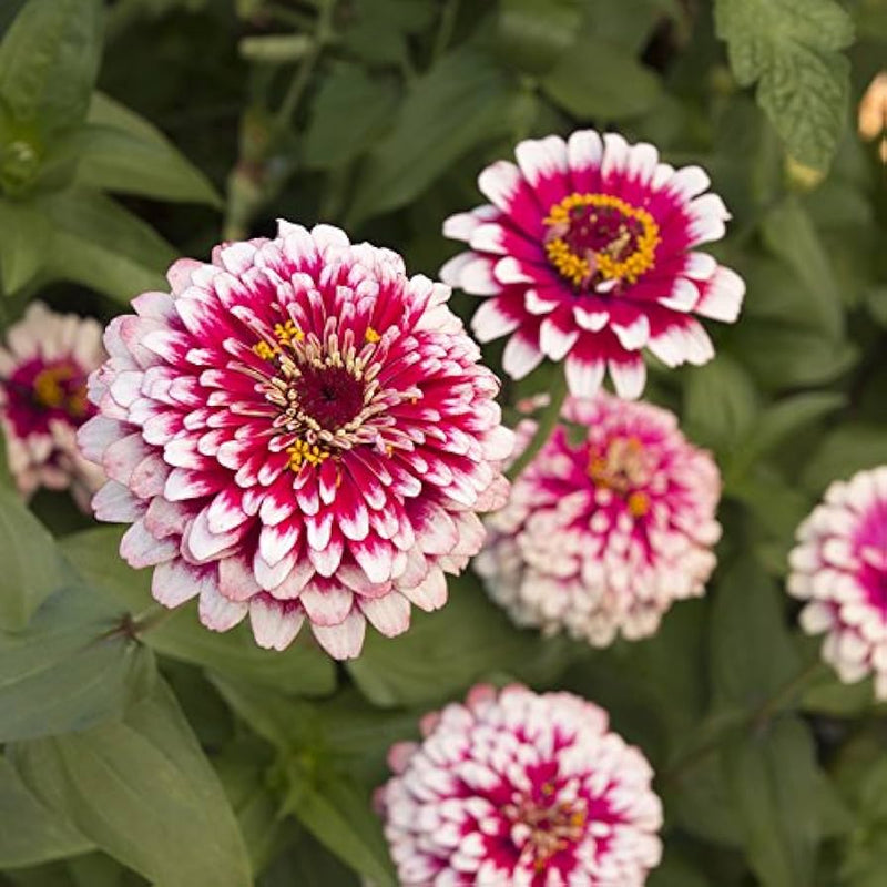 Vibrant weiß rosa zinnia anpflanzung samen for your garten blume