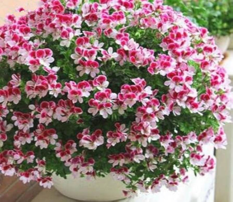 Rosso Bianco Geranio univalve semi di fiori per la semina ideali per il giardino in stile rustico varietà tradizionale e senza OGM semi per il giardino domestico