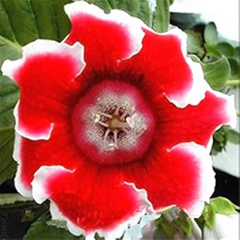 Rot Gloxinie Sinningia Blumensamen zur Aussaat Anzucht Traditionssorte & ohne Gentechnik Samen Hausgarten
