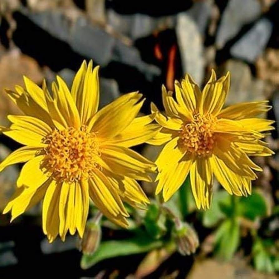 Fresh Arnica Blumensamen zur Aussaat – leuchtend Blüten – Traditionssorte & ohne Gentechnik Samen Hausgarten