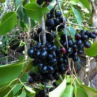 Syzygium Frucht Samen für einfaches Anpflanzen