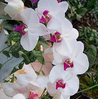 Schmetterlingsorchidee Orchidee Blumensamen zur Aussaat saisonal Dauerblüher Traditionssorte & ohne Gentechnik Samen Hausgarten