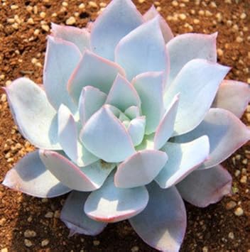 Weiß echeveria cante blume samen for anpflanzung - garten favorite, heirloom & gmo free samen for home garten
 
 sale for anpflanzung in home garten
