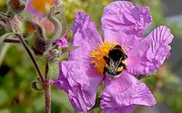 Tauric rock rose helianthemum tauricum for anpflanzung in rock garten
