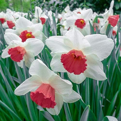 Rot Weiß Narzisse Blumensamen zur Aussaat Wildblume Mischung Traditionssorte & ohne Gentechnik Samen Hausgarten