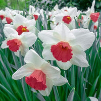 Rot Weiß Narzisse Blumensamen zur Aussaat Wildblume Mischung Traditionssorte & ohne Gentechnik Samen Hausgarten