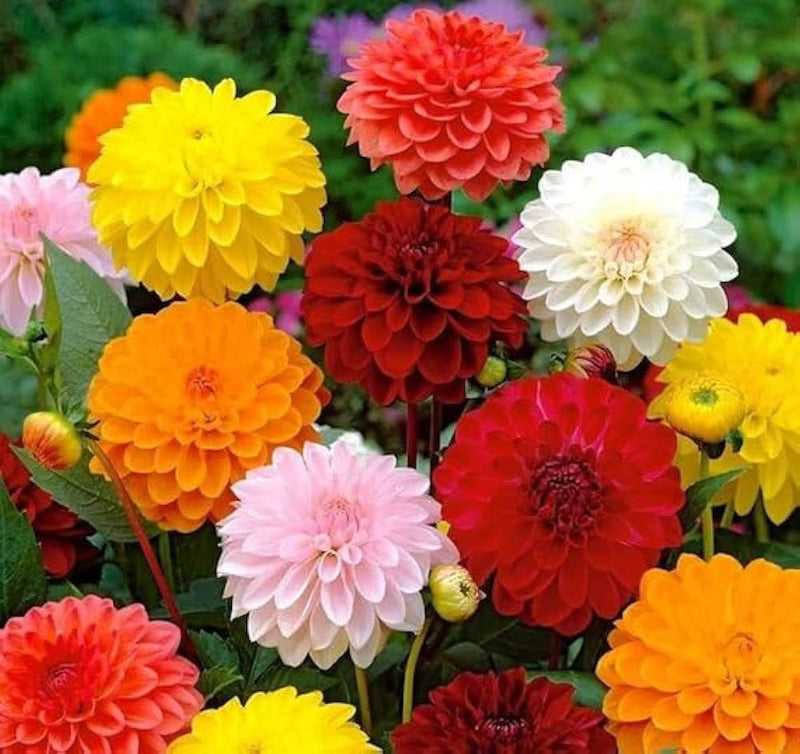 Mix dahlia fantasy blume samen for anpflanzung - drought tolerant, heirloom & gmo free samen for home garten
 
 sale samen for anpflanzung in home garten