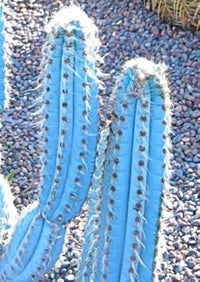 Blau pilosocereus blume samen for anpflanzung - garten favorite, heirloom & gmo free samen for home garten
 
 sale for anpflanzung in home garten.