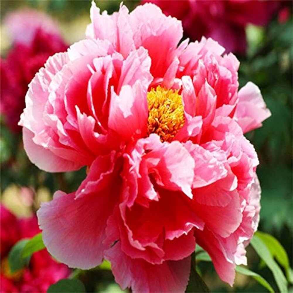 Selten Rainbow Camelia Blumensamen – Uncommon – farbenfroh Kamelie Blüten Garten Enthusiasts