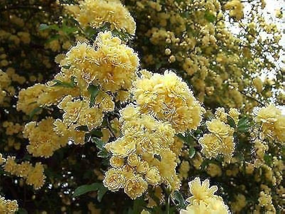 Rosa Banksia Blumensamen zur Aussaat – Drought verträglich – Traditionssorte & ohne Gentechnik Samen Hausgarten