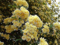 Rosa Banksia Blumensamen zur Aussaat – Drought verträglich – Traditionssorte & ohne Gentechnik Samen Hausgarten