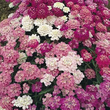 Candytuft Blumensamen zur Aussaat – Wildblume Mischung – Traditionssorte & ohne Gentechnik Samen Hausgarten