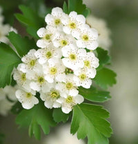Weiß Crataegus Blumensamen zur Aussaat – farbenfroh Schau – Traditionssorte & ohne Gentechnik Samen Hausgarten