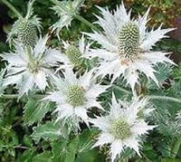 Weiß eryginum blume samen for anpflanzung - fragrant blossoms, heirloom & gmo free samen for home garten
 
 sale for anpflanzung in home garten.